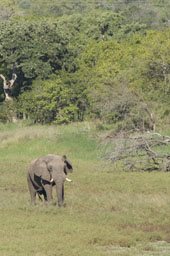 Elephant, old male